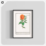 Sunflower - アンセルムス ボエティウス デ ブート Poster.