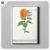 3-14_Anselmus-Boetius-de-Boodt_canvas