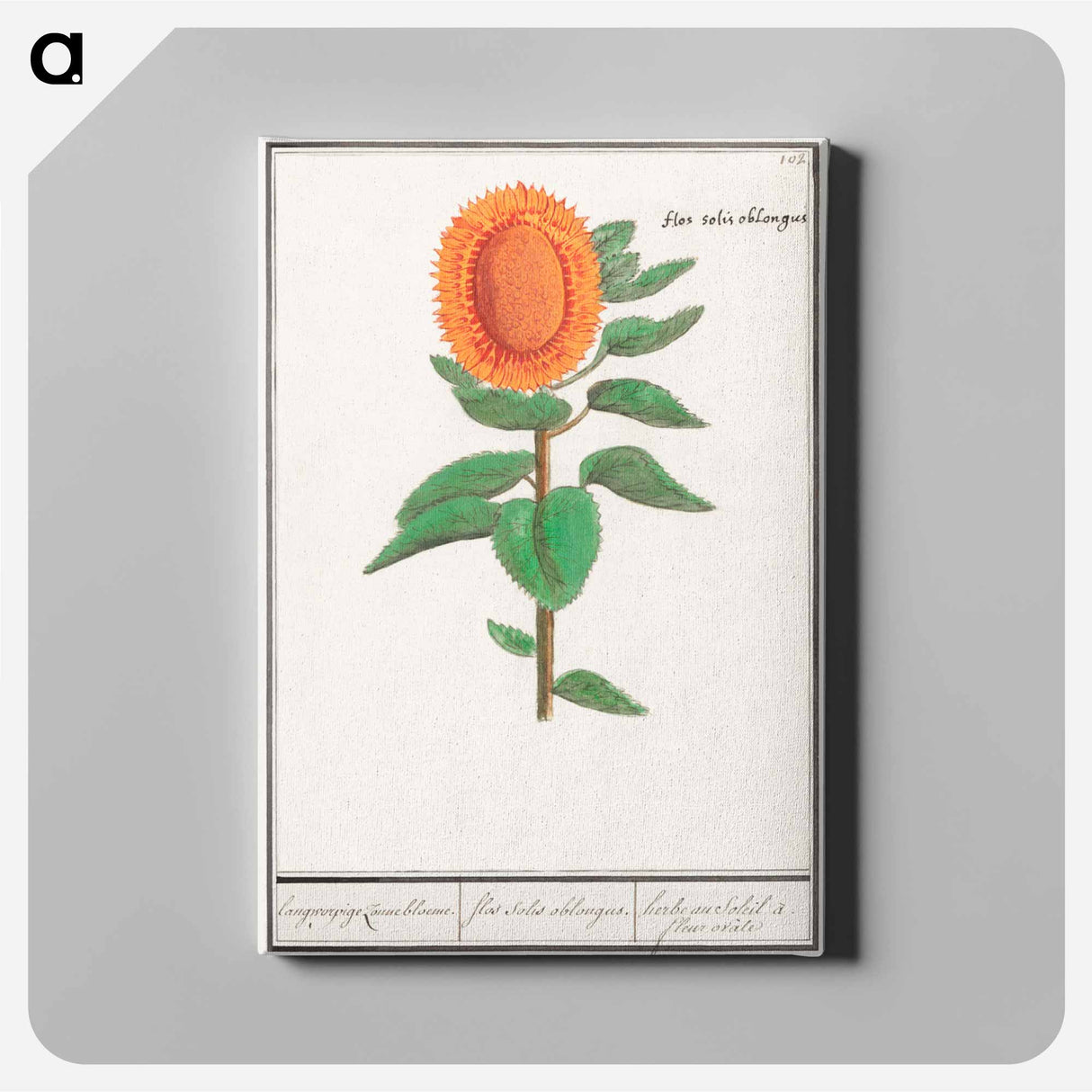 Sunflower - アンセルムス ボエティウス デ ブート Canvas.
