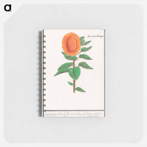 アートメモ帳-Sunflower - アンセルムス ボエティウス デ ブート Memo.