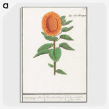 3-14_Anselmus-Boetius-de-Boodt_picture-crop