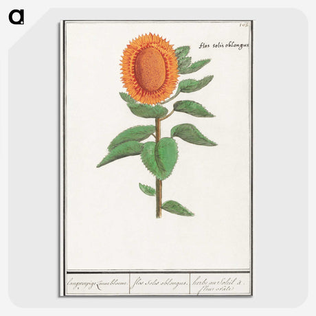 3-14_Anselmus-Boetius-de-Boodt_picture-crop