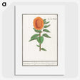 3-14_Anselmus-Boetius-de-Boodt_picture