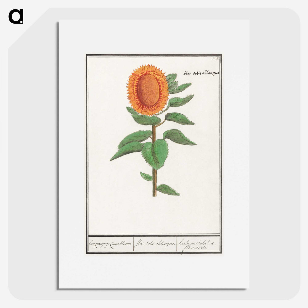 3-14_Anselmus-Boetius-de-Boodt_picture