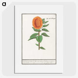 3-14_Anselmus-Boetius-de-Boodt_picture