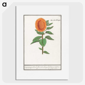 3-14_Anselmus-Boetius-de-Boodt_picture