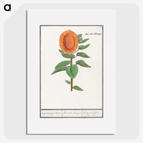 3-14_Anselmus-Boetius-de-Boodt_picture