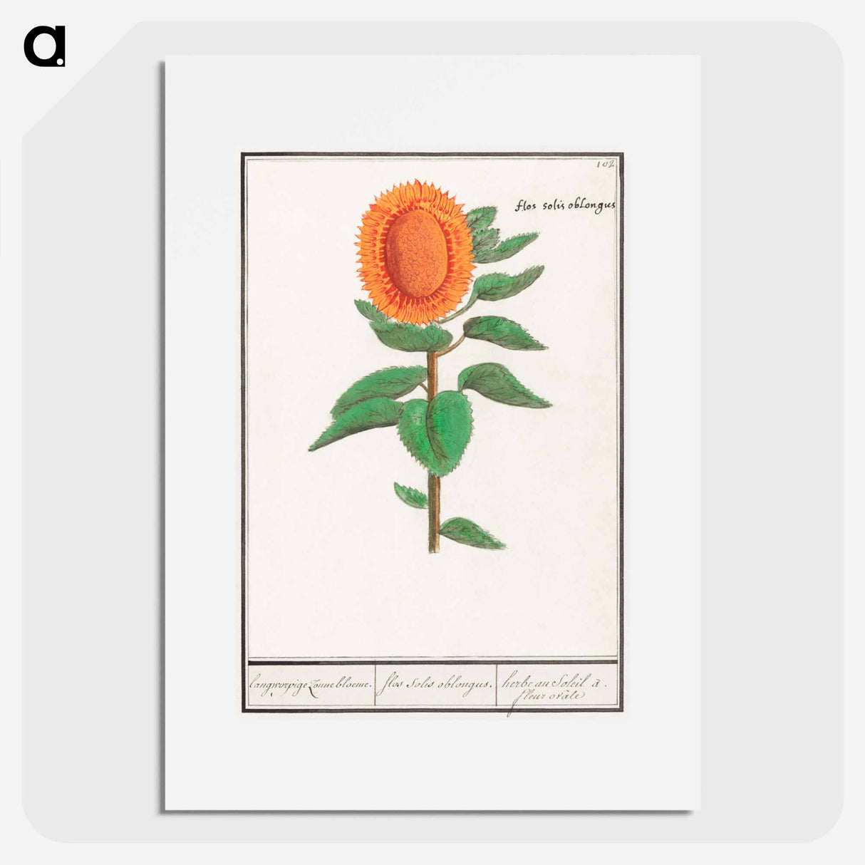 Sunflower - アンセルムス ボエティウス デ ブート Poster.