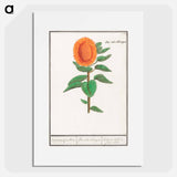 Sunflower - アンセルムス ボエティウス デ ブート Poster.
