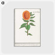 3-14_Anselmus-Boetius-de-Boodt_postcard