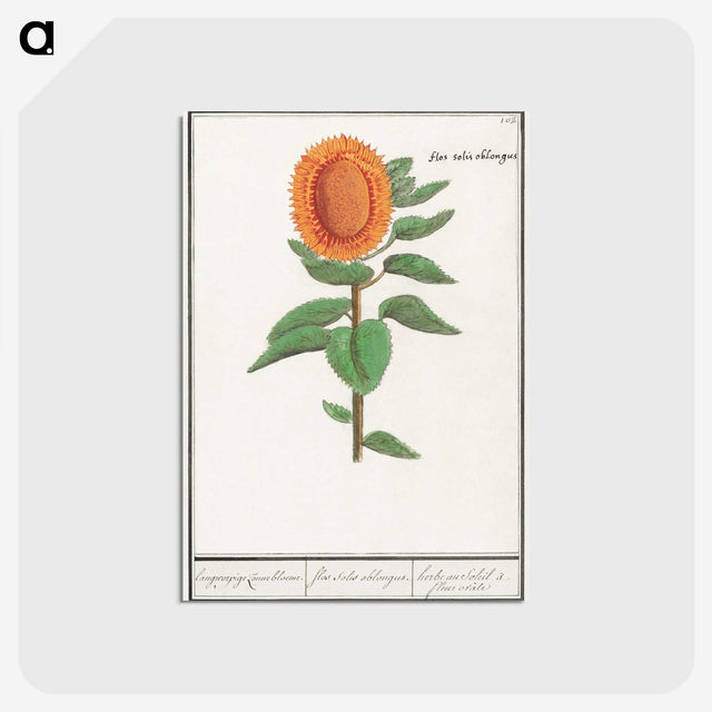 3-14_Anselmus-Boetius-de-Boodt_postcard