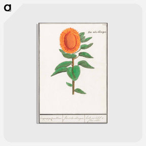 アートポストカード-Sunflower - アンセルムス ボエティウス デ ブート Postcard.