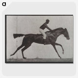 3-14_Eadweard-Muybridge_picture-crop