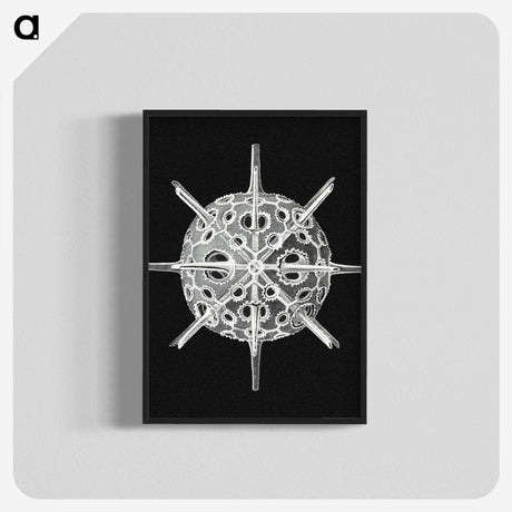 3-14_Ernst-Haeckel_blk-crop