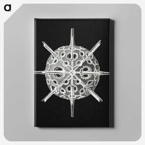 3-14_Ernst-Haeckel_canvas