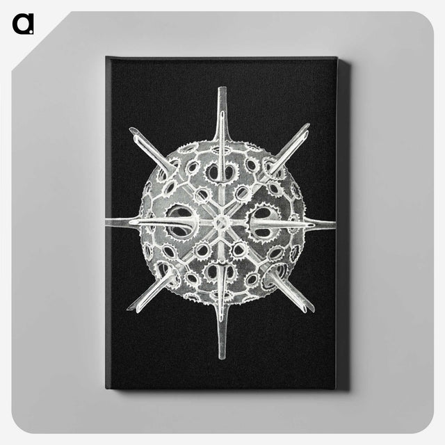 3-14_Ernst-Haeckel_canvas