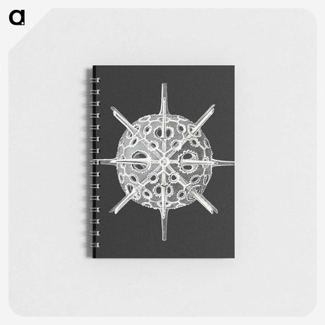 3-14_Ernst-Haeckel_memo