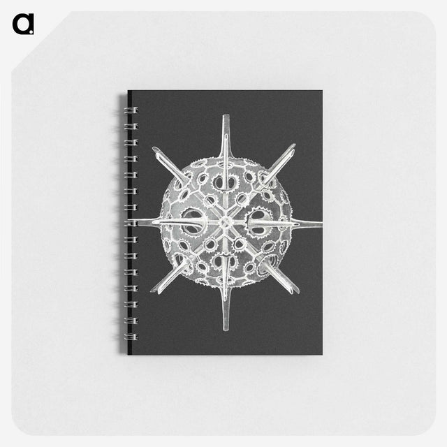 3-14_Ernst-Haeckel_memo