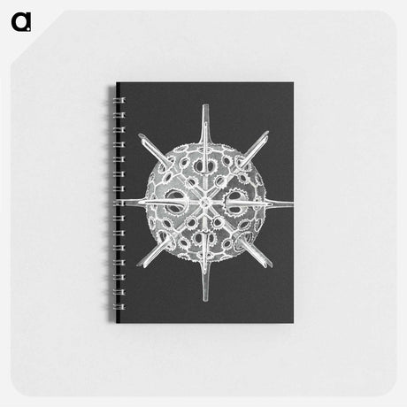 アートメモ帳-Vintage marine life illustration - エルンスト ヘッケル Memo.
