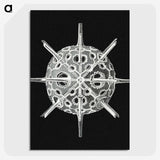 3-14_Ernst-Haeckel_picture-crop