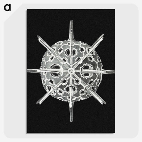 3-14_Ernst-Haeckel_picture-crop