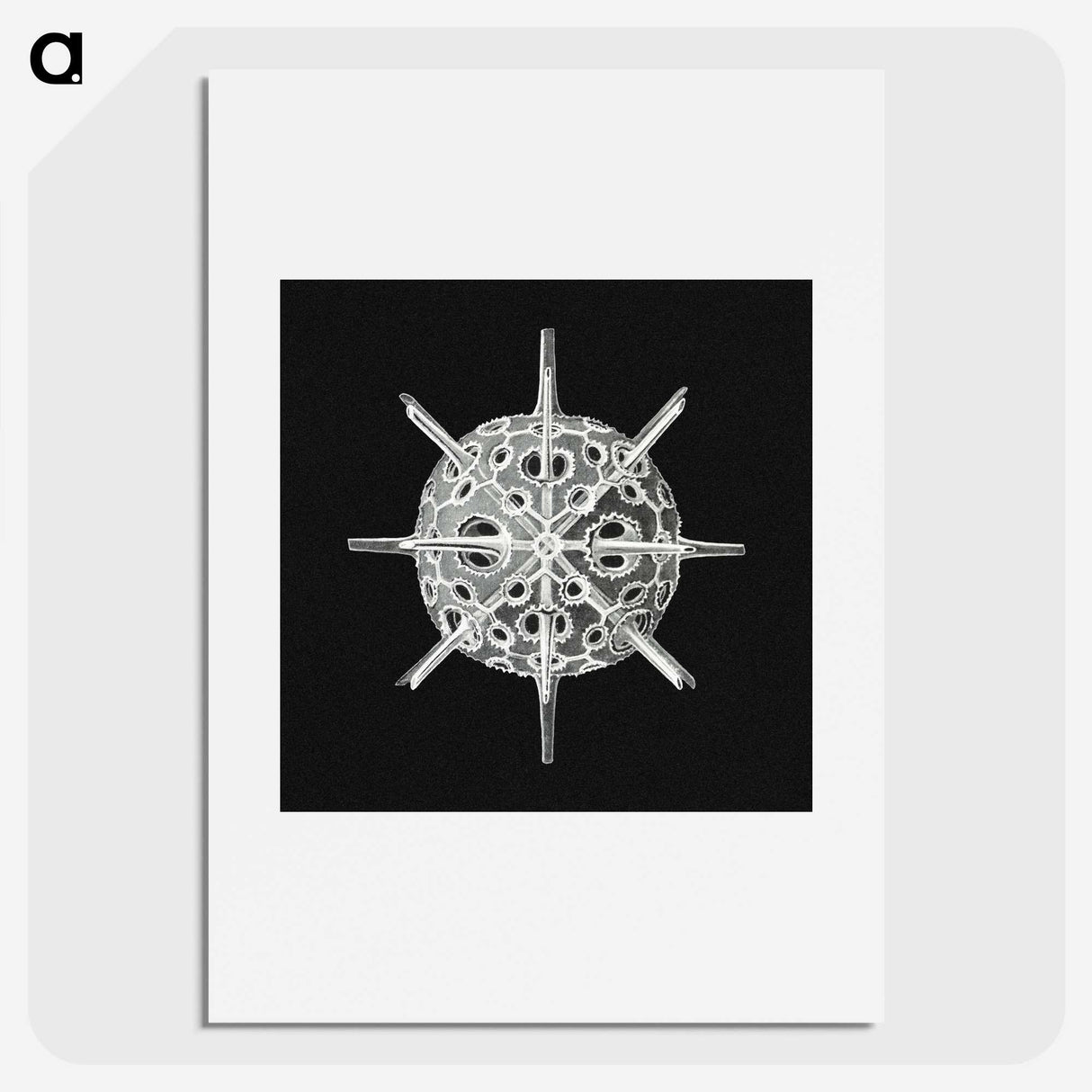 3-14_Ernst-Haeckel_picture