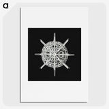 3-14_Ernst-Haeckel_picture