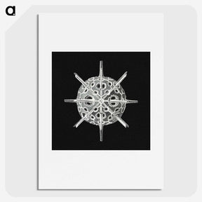 3-14_Ernst-Haeckel_picture