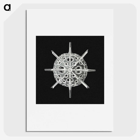 3-14_Ernst-Haeckel_picture