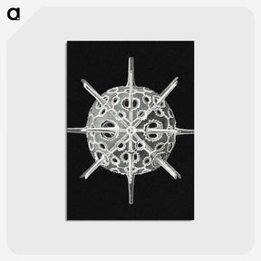 3-14_Ernst-Haeckel_postcard