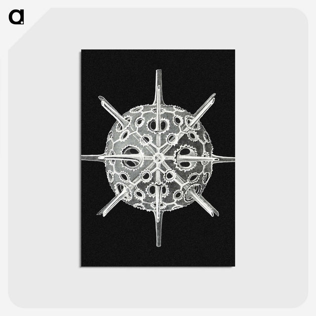 3-14_Ernst-Haeckel_postcard