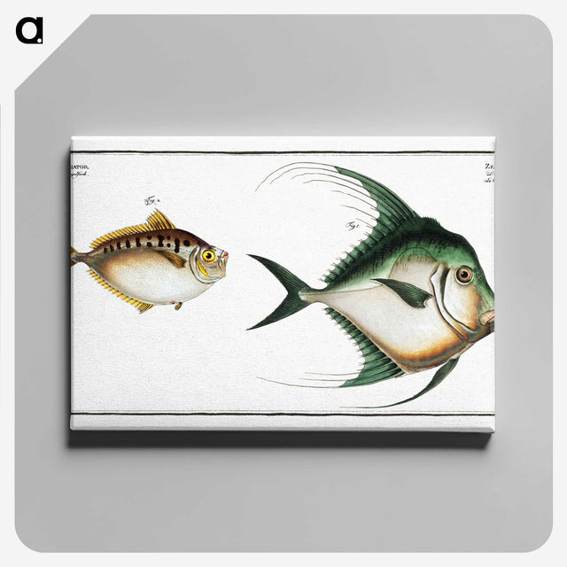 3-14_Ichtyologie-ou-Histoire-naturelle_canvas