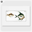 3-14_Ichtyologie-ou-Histoire-naturelle_picture
