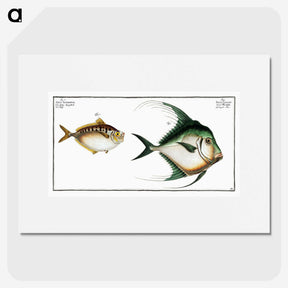 3-14_Ichtyologie-ou-Histoire-naturelle_picture