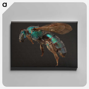 3-14_Insects-Unlocked-Project_canvas