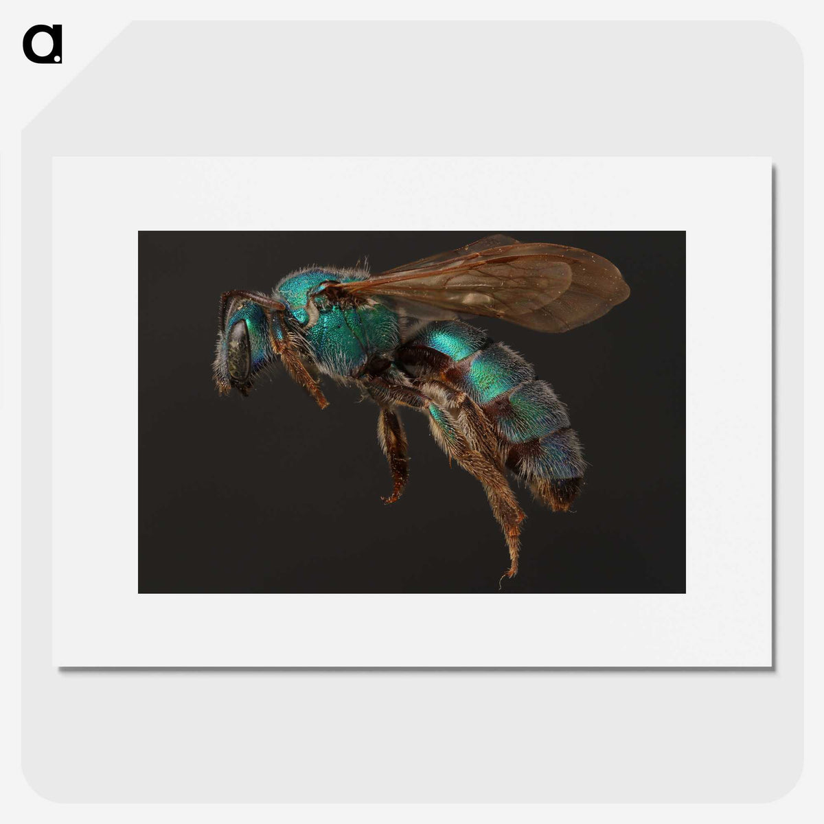 3-14_Insects-Unlocked-Project_picture