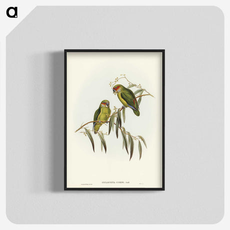 3-14_John-Gould_blk-crop