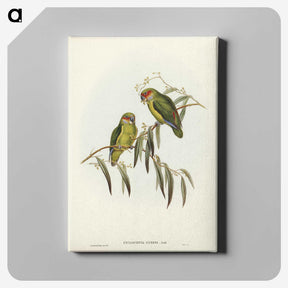 3-14_John-Gould_canvas