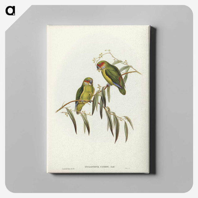 3-14_John-Gould_canvas