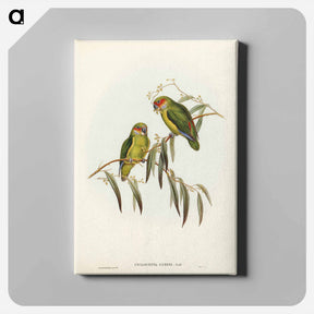アートパネル-Coxen's Parakeet
 - ジョン グールド Canvas.