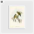 アートポストカード-Coxen's Parakeet
 - ジョン グールド Postcard.