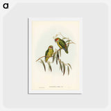 アートポストカード-Coxen's Parakeet
 - ジョン グールド Postcard.