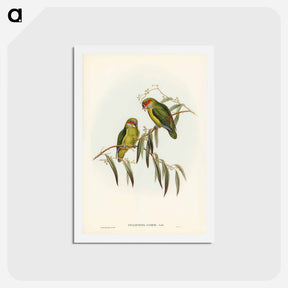 アートポストカード-Coxen's Parakeet
 - ジョン グールド Postcard.