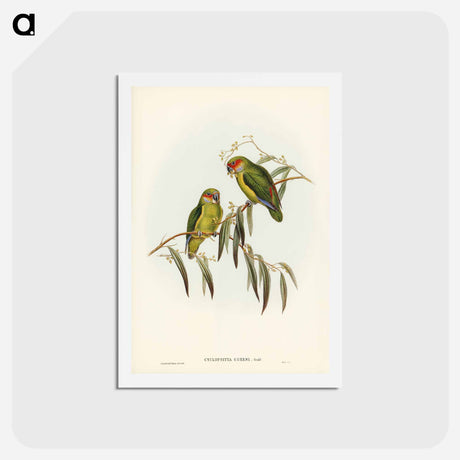 アートポストカード-Coxen's Parakeet
 - ジョン グールド Postcard.