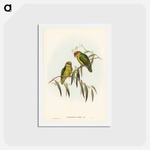 アートポストカード-Coxen's Parakeet
 - ジョン グールド Postcard.