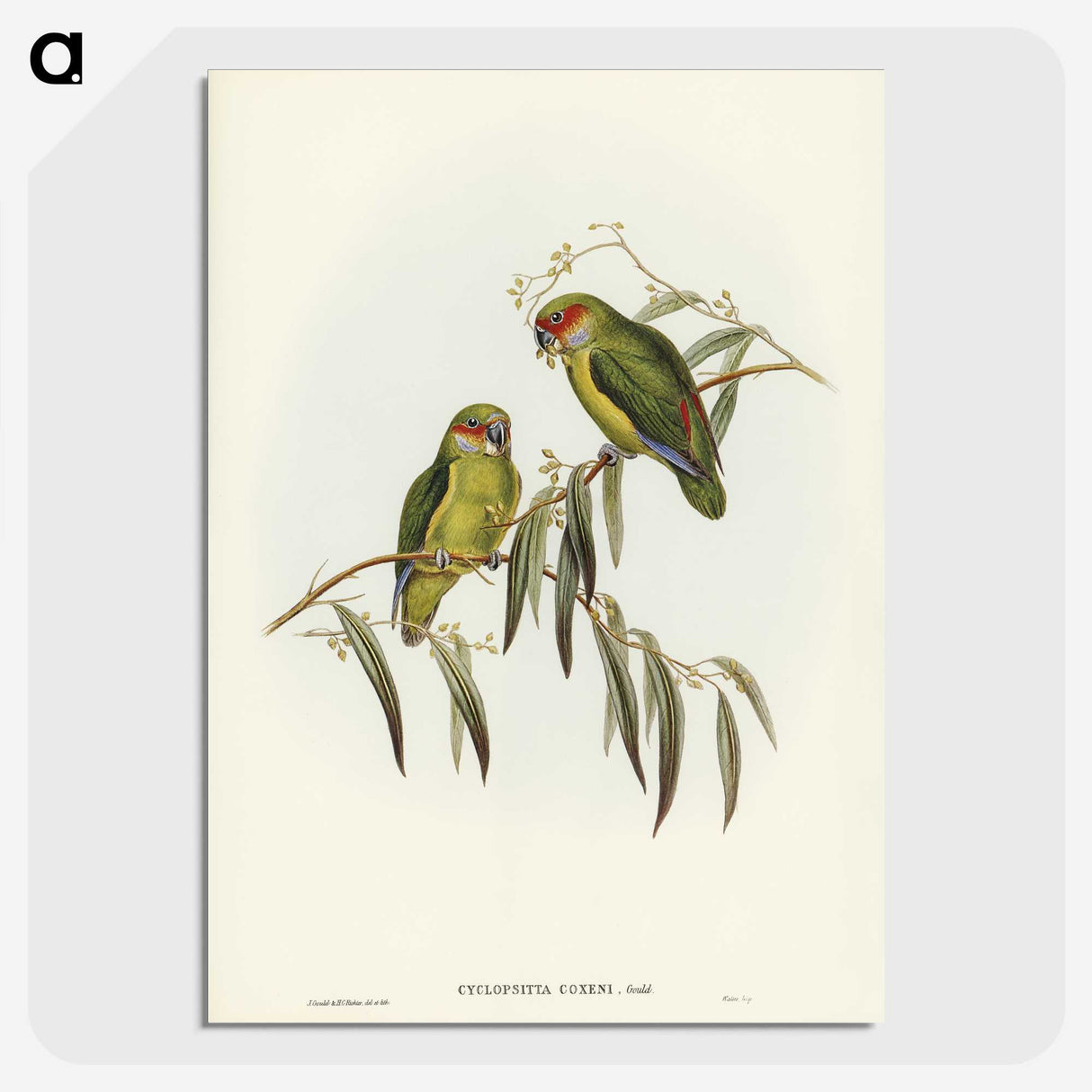 3-14_John-Gould_picture-crop
