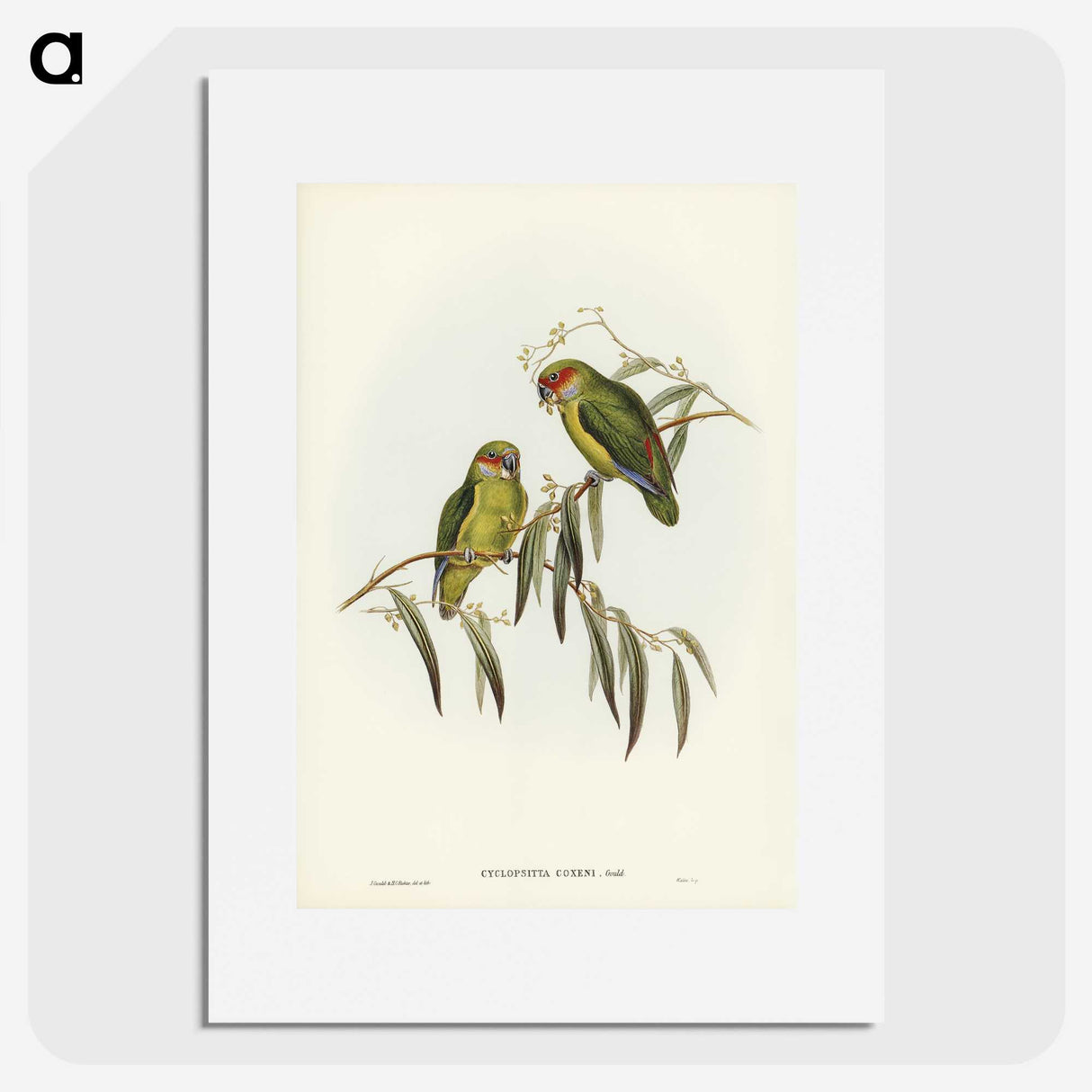 3-14_John-Gould_picture
