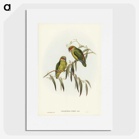 3-14_John-Gould_picture