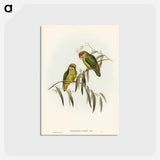 アートポストカード-Coxen's Parakeet
 - ジョン グールド Postcard.