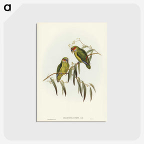 3-14_John-Gould_postcard